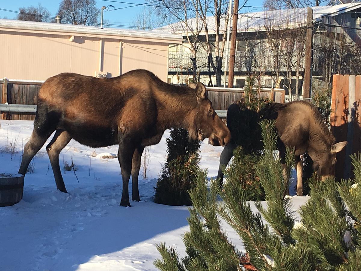 Arctic Adventure Hostel Anchorage Kültér fotó